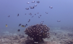 Pocillopora grandis