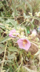 Sphaeralcea angustifolia