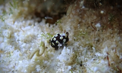 Colpodaspis thompsoni