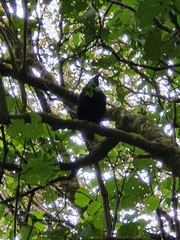Prosthemadera novaeseelandiae novaeseelandiae
