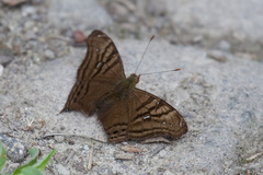 Hypanartia dione