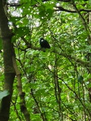 Prosthemadera novaeseelandiae novaeseelandiae