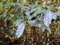 Apodytes brachystylis