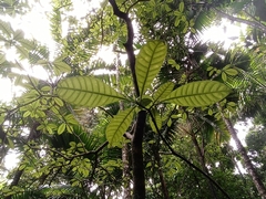 Tabernaemontana oppositifolia