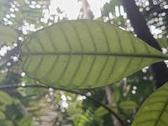 Tabernaemontana oppositifolia