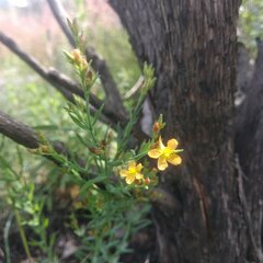 Hypericum silenoides
