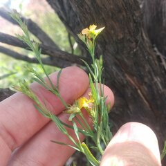 Hypericum silenoides