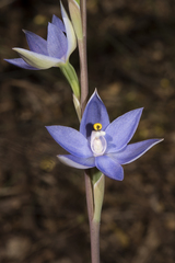Thelymitra graminea
