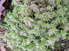 Sphagnum palustre