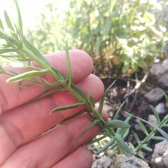 Hypericum silenoides