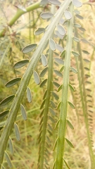 Parkinsonia aculeata