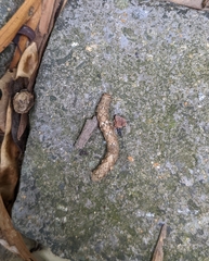 Lebeda nobilis