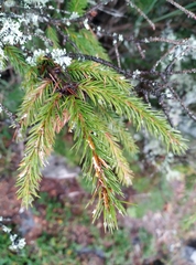 Picea morrisonicola