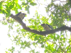 Hemiphaga novaeseelandiae novaeseelandiae