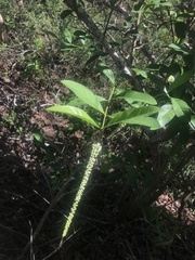 Citharexylum caudatum