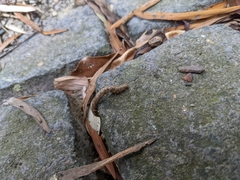 Lebeda nobilis