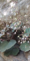 Heuchera parviflora