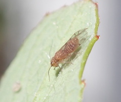 Ectopsocus