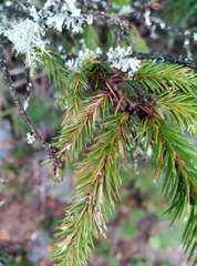 Picea morrisonicola