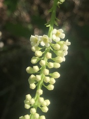 Citharexylum caudatum
