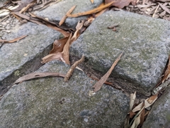 Lebeda nobilis