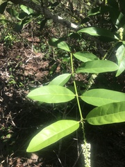 Citharexylum caudatum