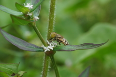 Diptera