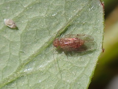 Ectopsocus