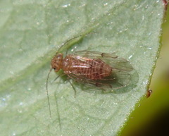 Ectopsocus