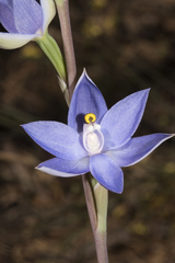 Thelymitra graminea