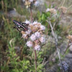 Ageratum corymbosum