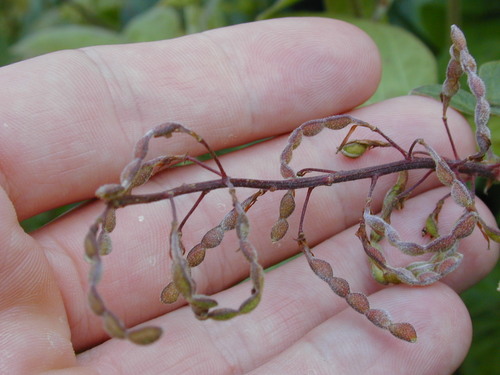 Greenleaf Ticktrefoil