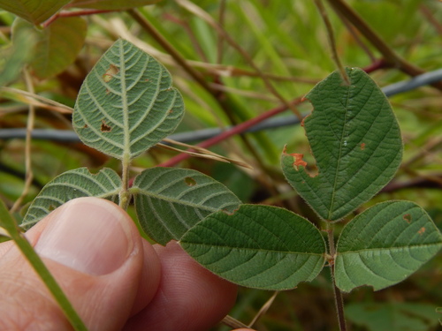 Greenleaf Ticktrefoil