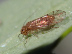 Ectopsocus