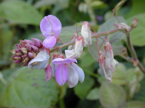 Greenleaf Ticktrefoil