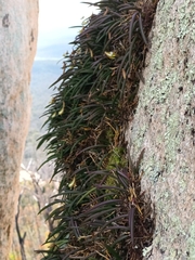 Dendrobium striolatum