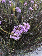 Agathosma sedifolia