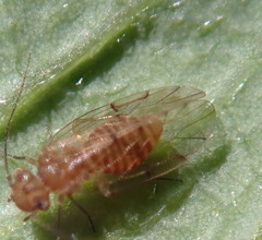 Ectopsocus