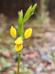 Diuris aurea