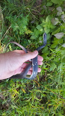 Coluber constrictor anthicus