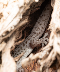 Gehyra versicolor