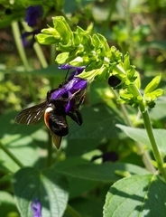 Bombus ephippiatus