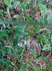 Clinopodium laxiflorum