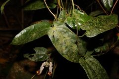 Aristolochia australopithecurus