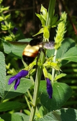 Bombus ephippiatus