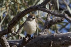 Aphelocephala leucopsis
