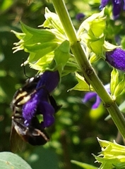 Bombus ephippiatus
