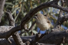 Aphelocephala leucopsis