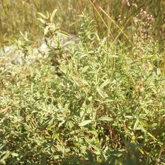 Crocanthemum glomeratum