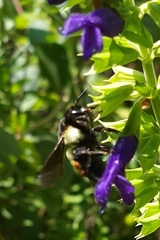 Bombus ephippiatus